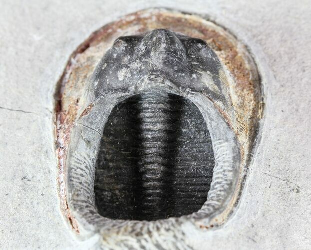 Bargain, Scotoharpes Trilobite - Boudib, Morocco #57667